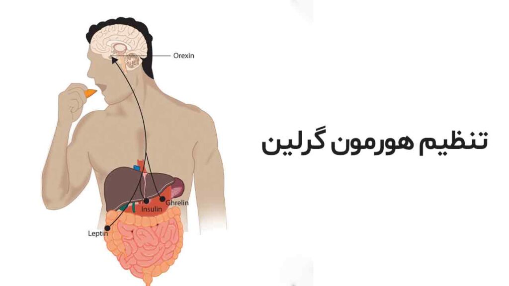 تنظیم هورمون گرلین