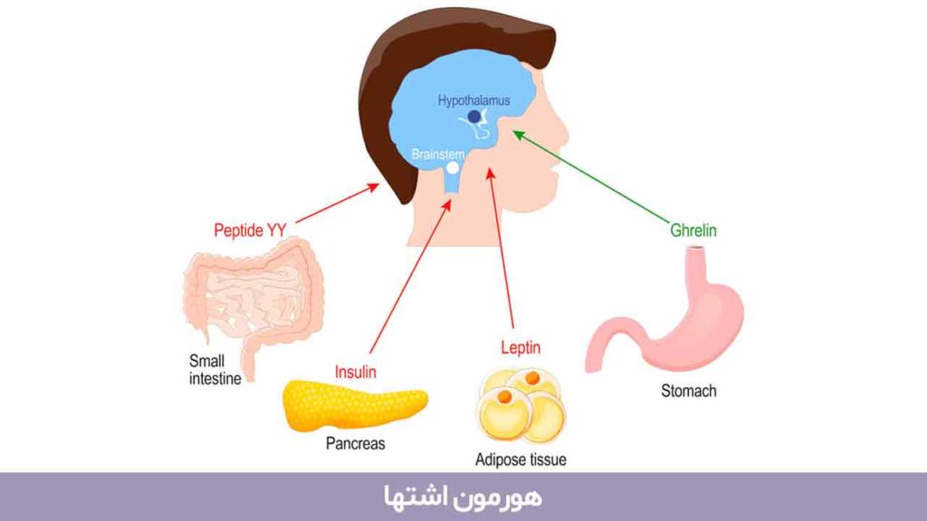 هورمون اشتها