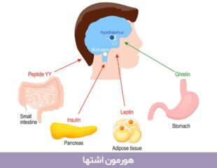 هورمون اشتها