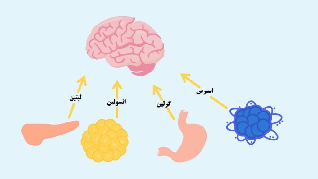 هورمون اشتها چیست؟